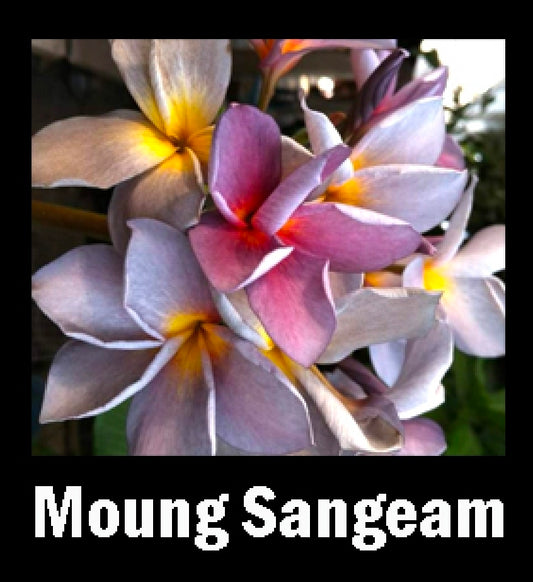 plumeria moung sangeam