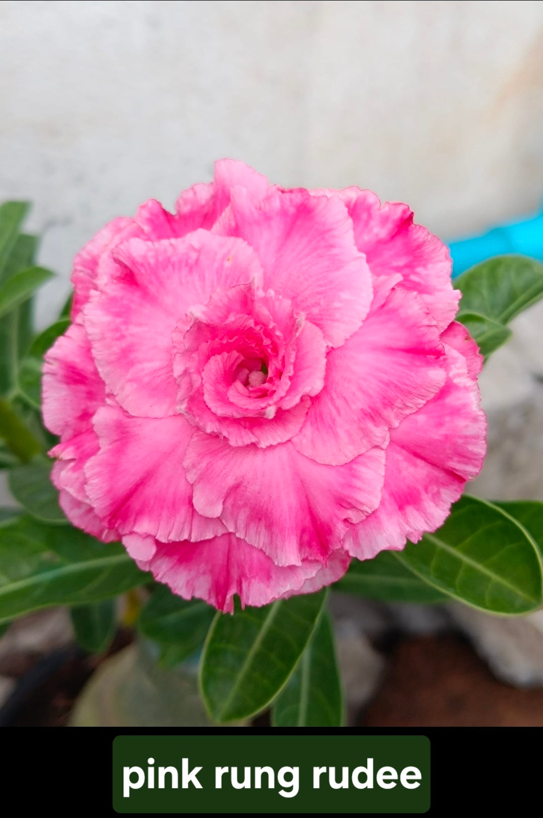 Adenium rung rudee