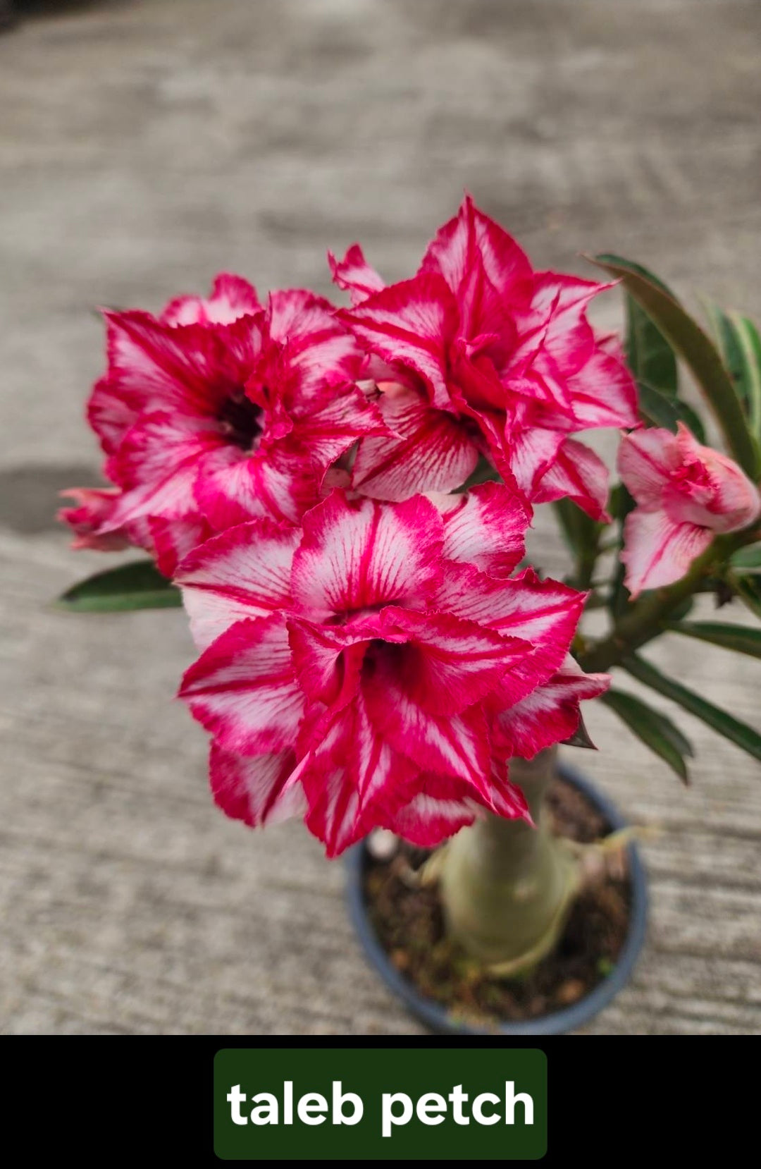 Adenium taleb petch