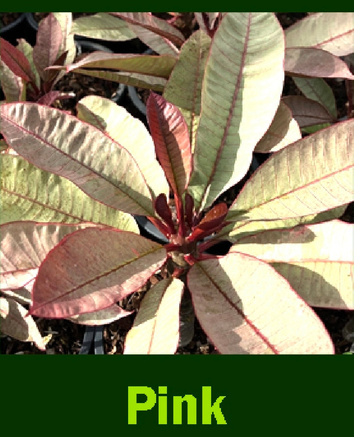 Plumeria variegated pink leaf