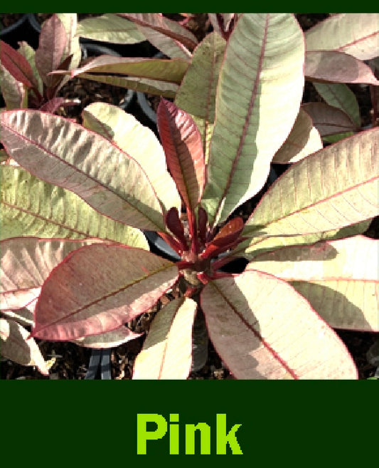 Plumeria variegated pink leaf