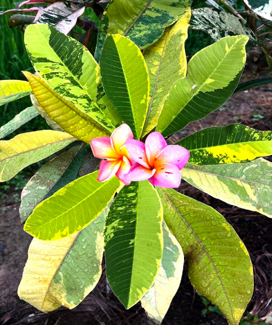 Plumeria variegated golden gem