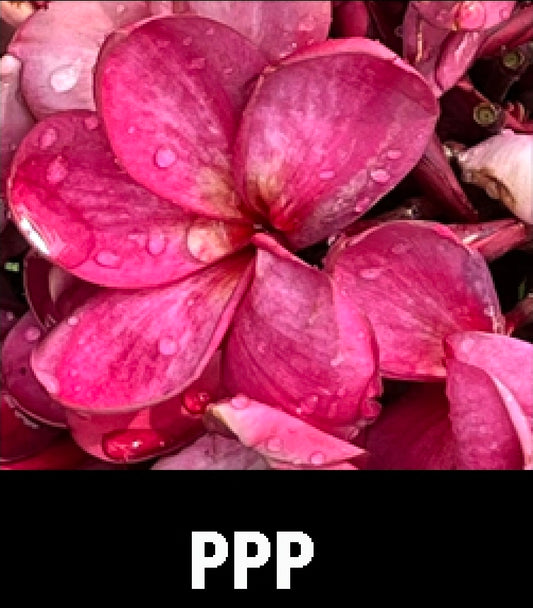 Plumeria ppp