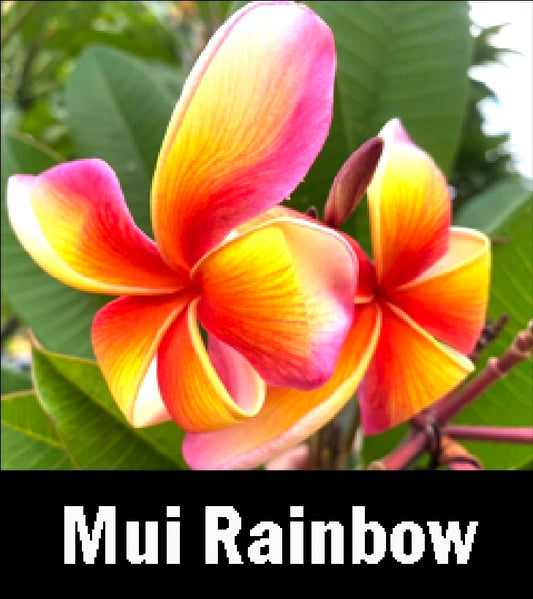 Plumeria mui rainbow