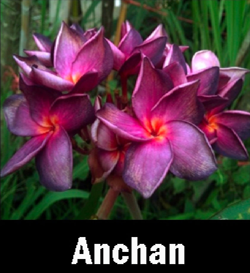 Plumeria muang anchan
