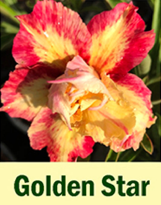 Adenium golden star