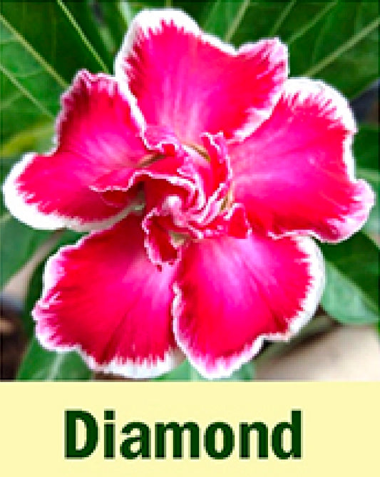 Adenium diamond
