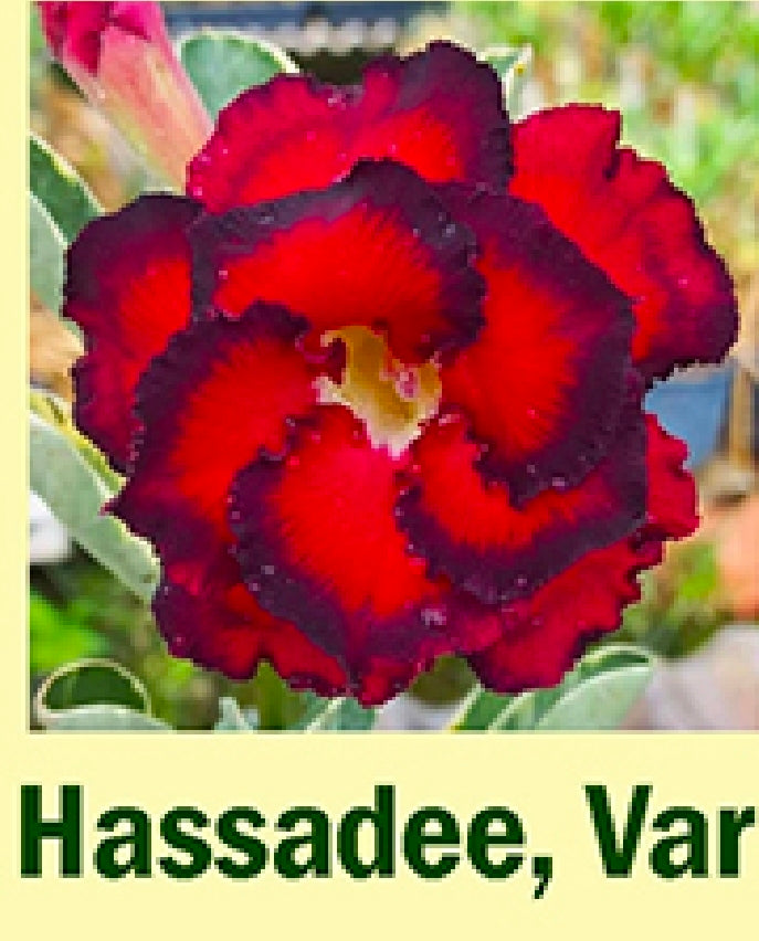 Adenium variegated hasadee