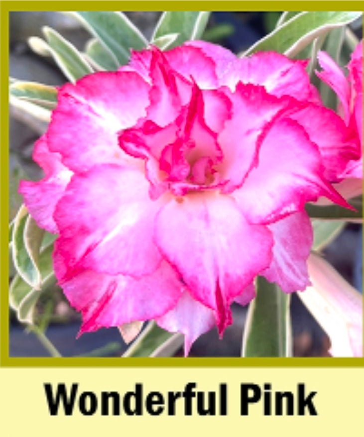 Adenium variegated pink