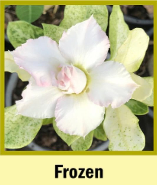 Adenium variegated frozen