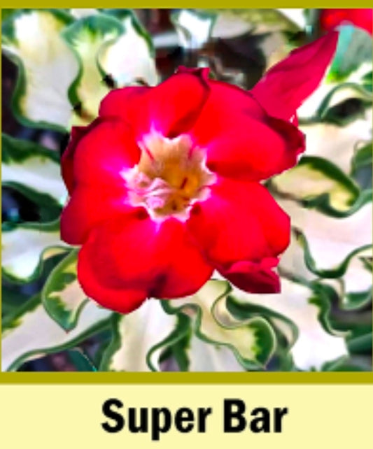 Adenium variegated superbar