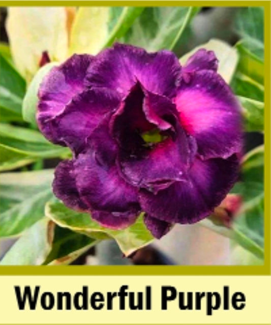 Adenium variegated purple