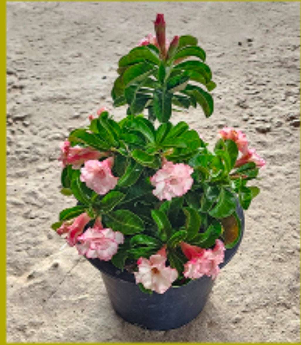 Adenium Dwarf (Medusa)
