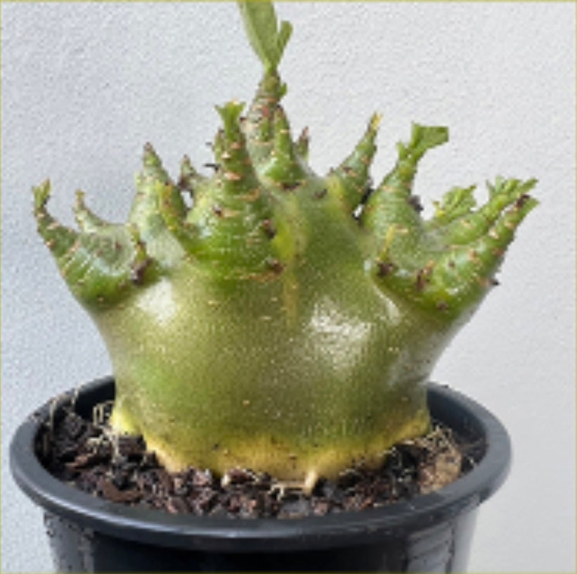 Adenium arabicum (green)