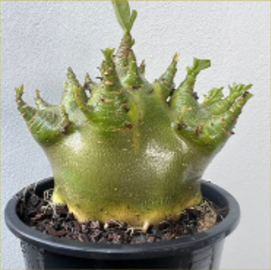 Adenium arabicum (green)
