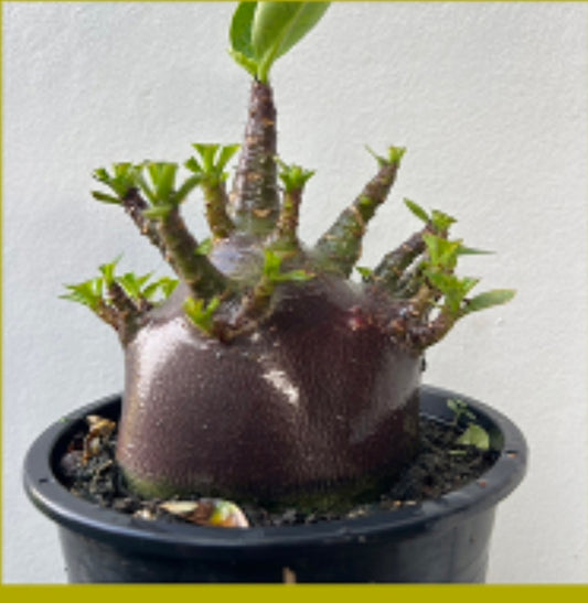 Adenium arabicum (black)