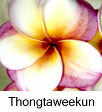 Plumeria "Thongtaweekun"