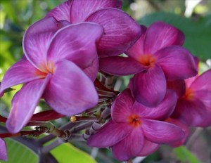 Plumeria Muong Anchan