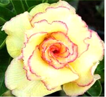 Adenium Candy