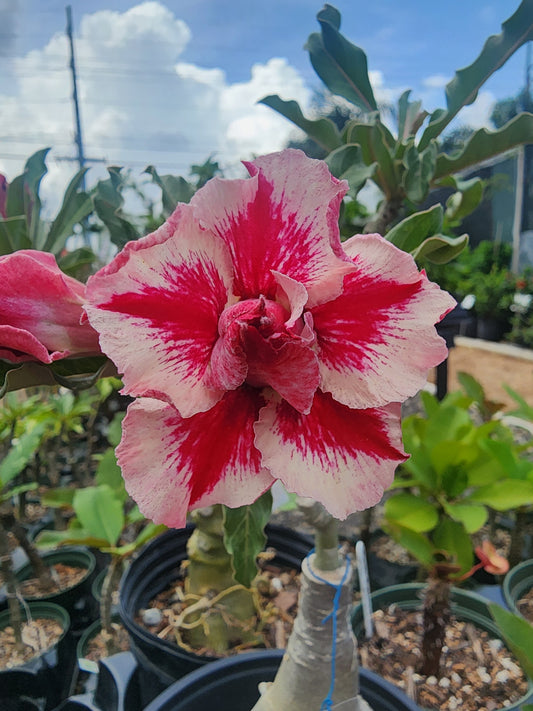 Adenium Obesum "Chok Am Nuay"