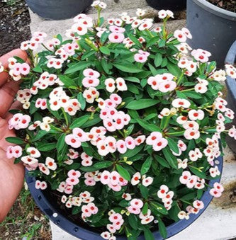 Euphorbia Millii Dao Krajai