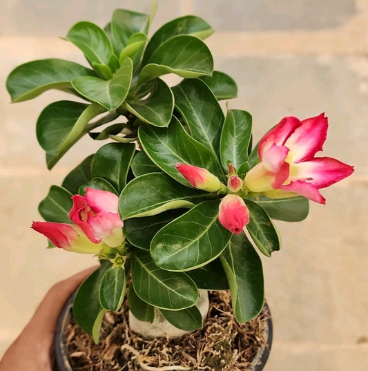 Adenium dwarf deep secret