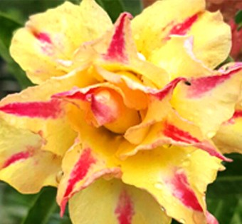 Adenium Golden Millionaire