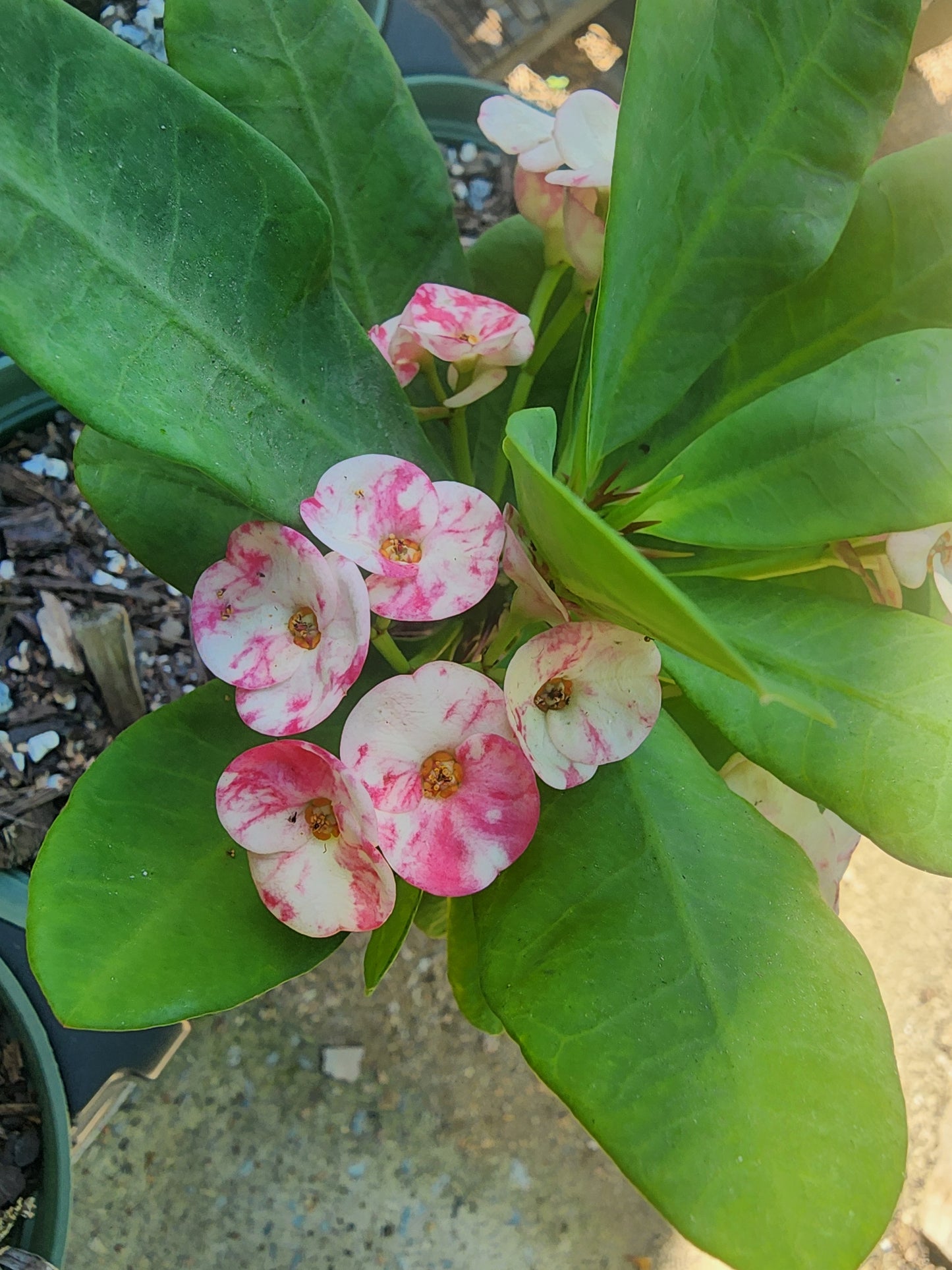 Euphorbia Milii "Lai Kanok"