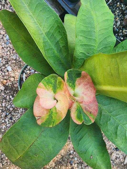 Euphorbia Milii "Me Suk"