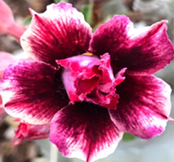 Adenium Moung Sakda