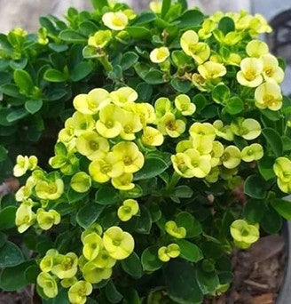 Euphorbia Millii Nab Thong