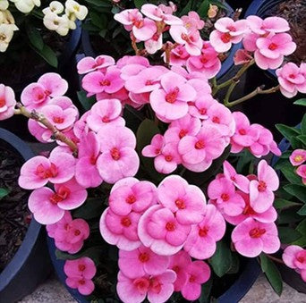 Euphorbia Millii Pafun Purple