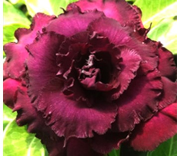Adenium Purple Immortality