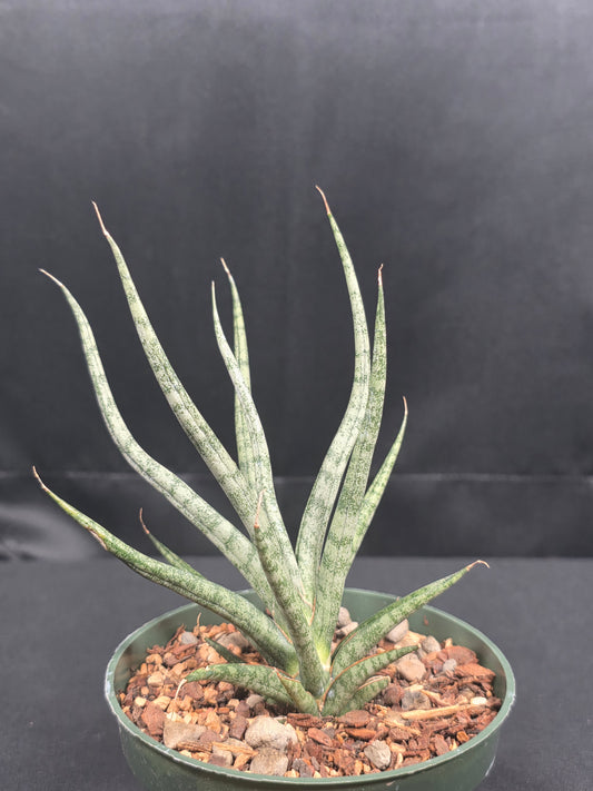 Sansevieria Pleng Sabad
