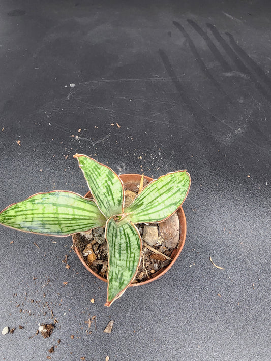 Sansevieria "Cleopatra"