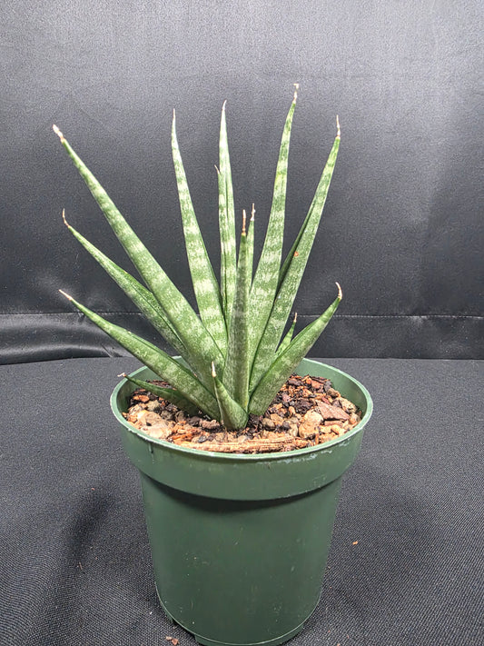 Sansevieria "Spikey"