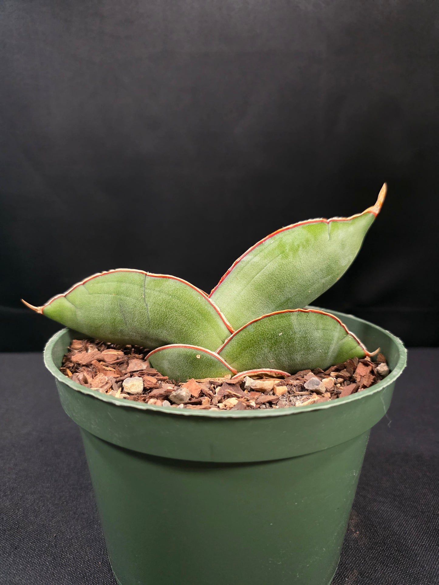 Sansevieria banana
