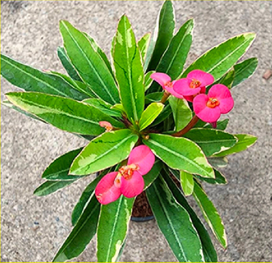 Euphorbia millii variegated (pink)