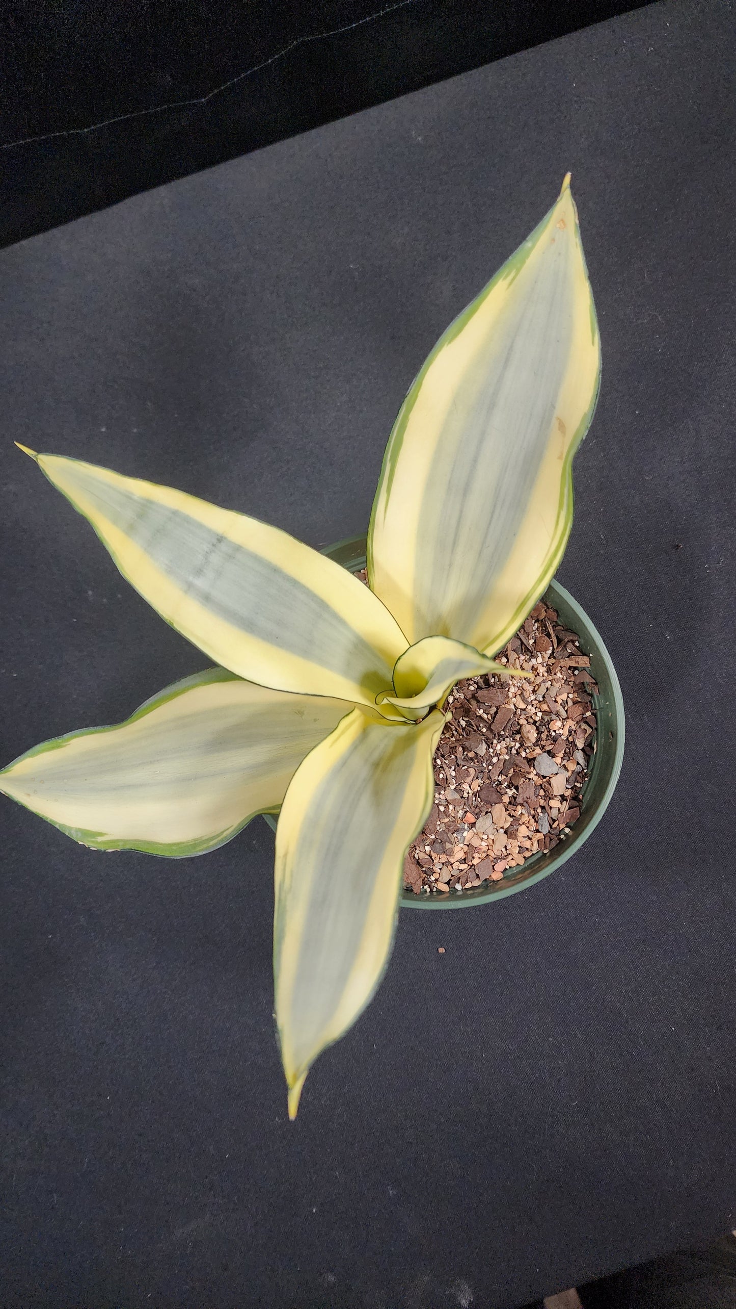 Sansevieria ghost