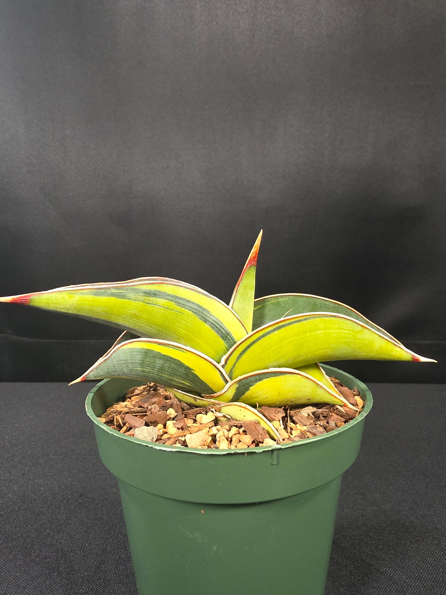 Sansiveria rorida variegated