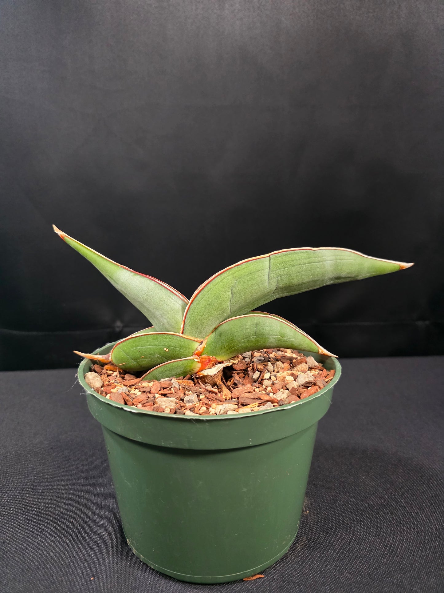 Sansevieria banana