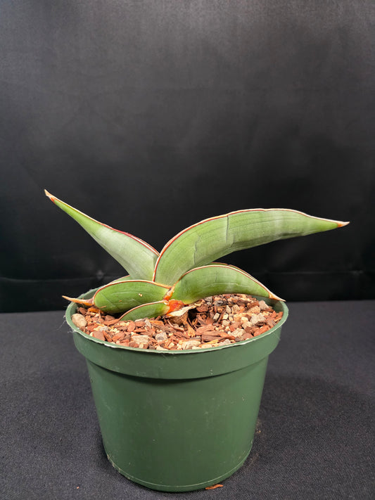 Sansevieria banana