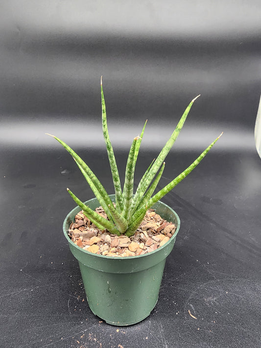 Sansevieria Bunlue Torch