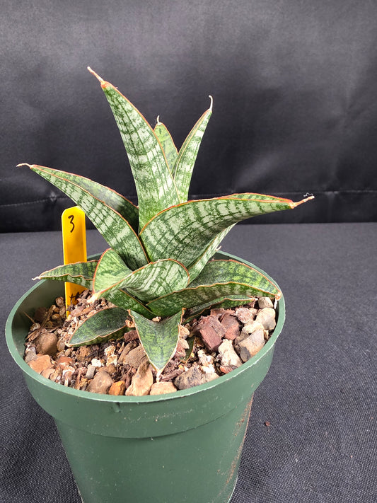 Sansevieria samosir