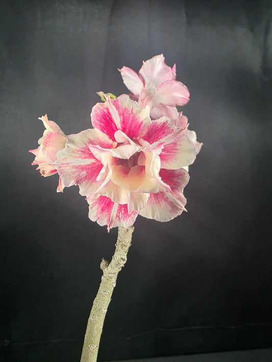 Adenium "Sunshine"