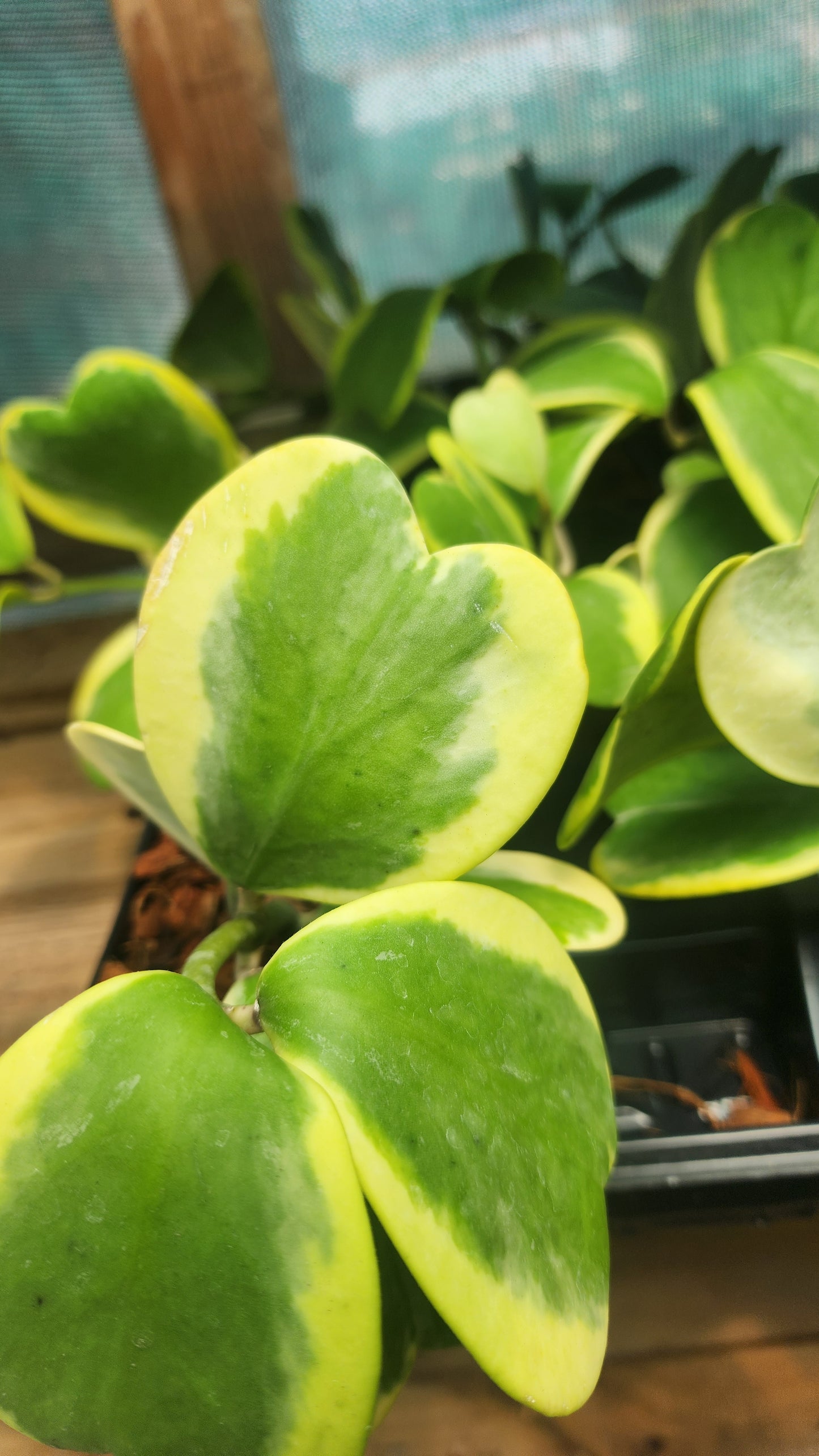 Hoya kerri outer-variegated