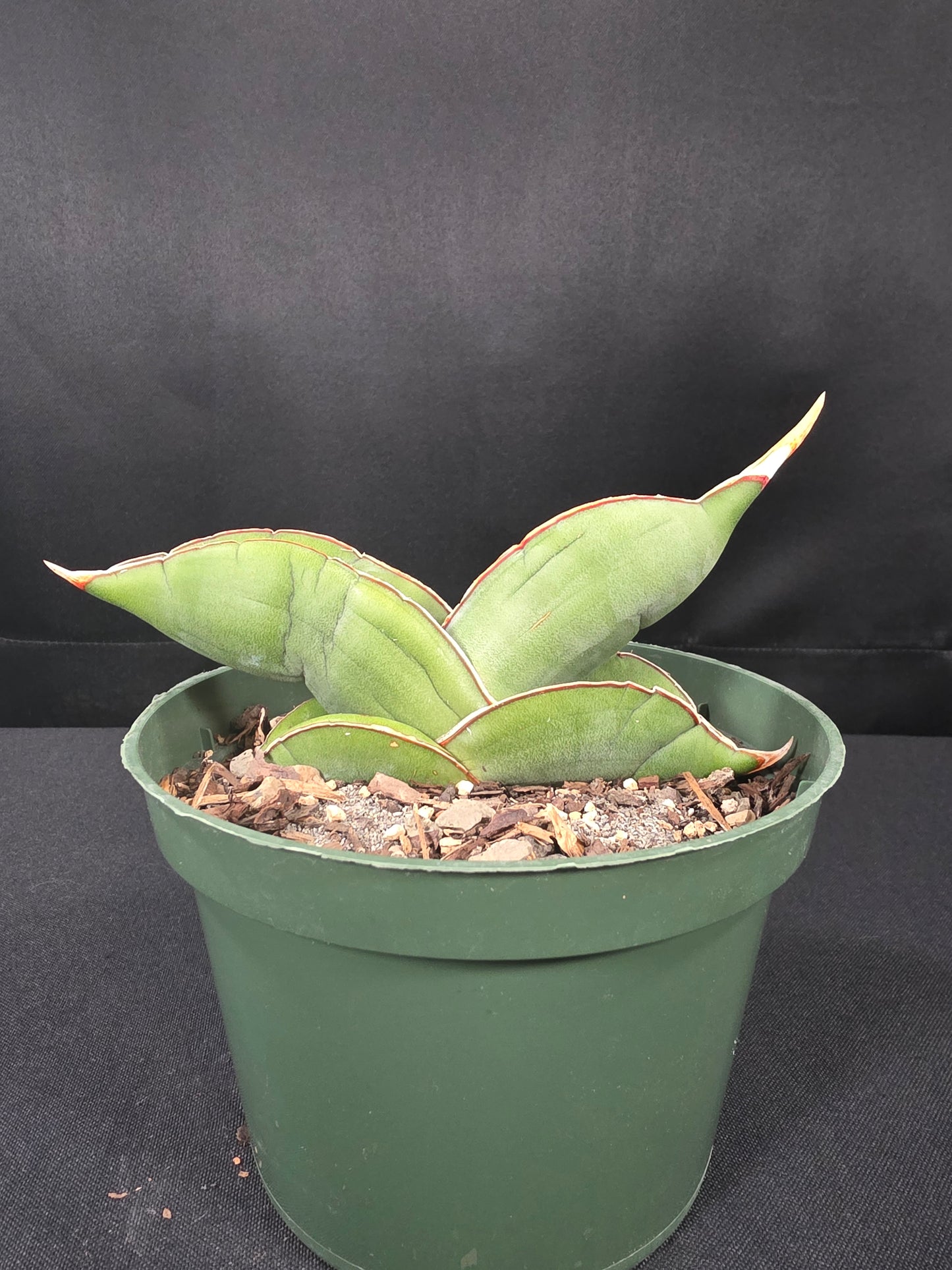 Sansevieria banana