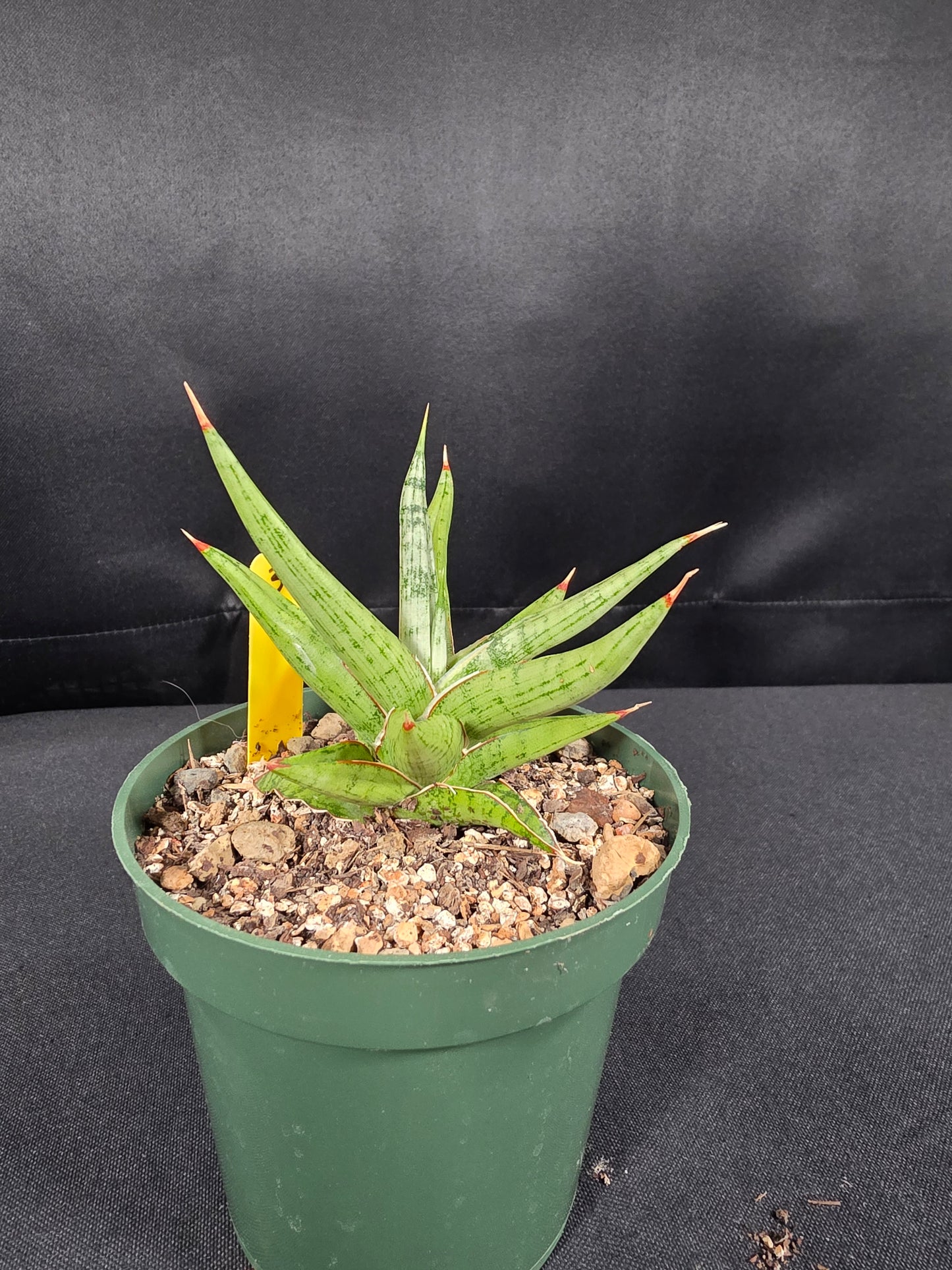 Sansevieria rudal