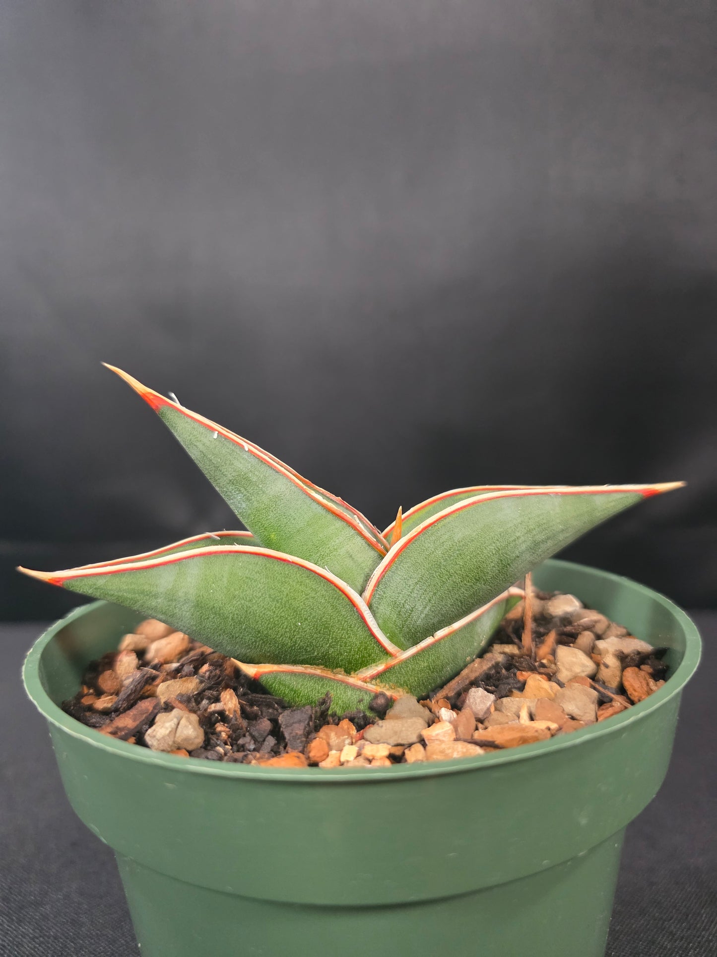 Sansevieria rorida
