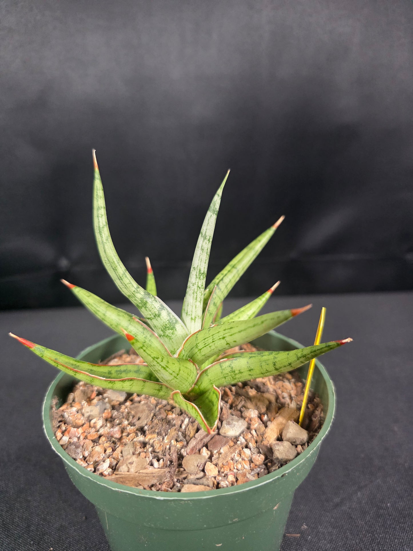 Sansevieria rudal